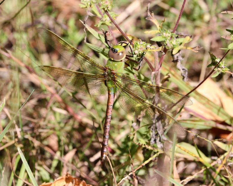 Photo of Common Green Darner
