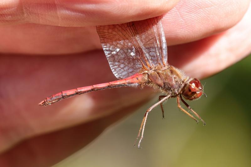 Photo of Autumn Meadowhawk