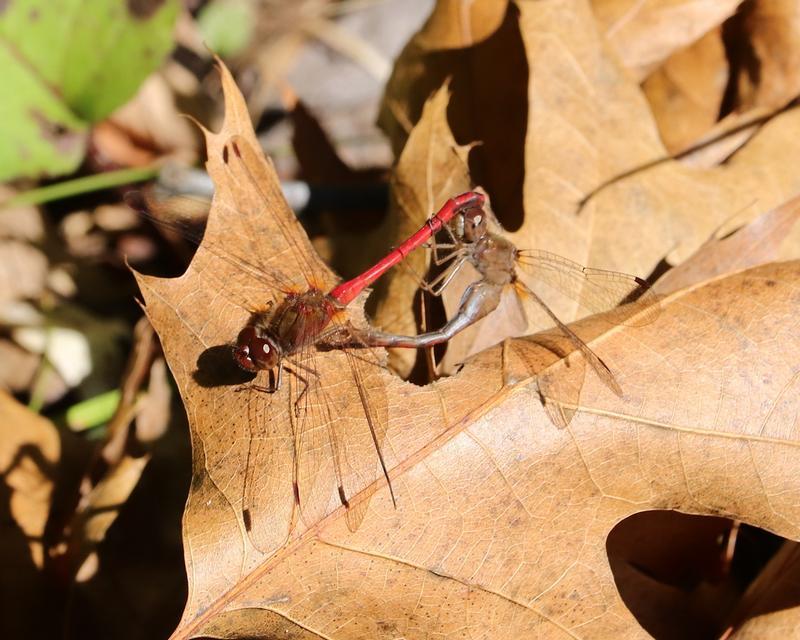Photo of Autumn Meadowhawk