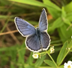 Karner blue butterfly photo
