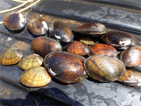 Photo of mussel shells