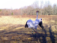 Photo of whooping crane