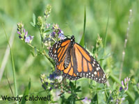 Photo of monarch by Wendy Caldwell