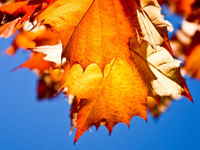 Sycamore leaf showing fall colors