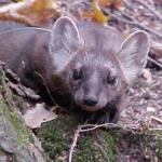 Pine marten - J. Woodford