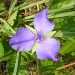 Spiderwort - R. Paloski