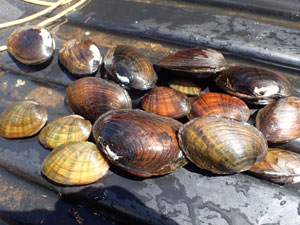 photo of mussel collection