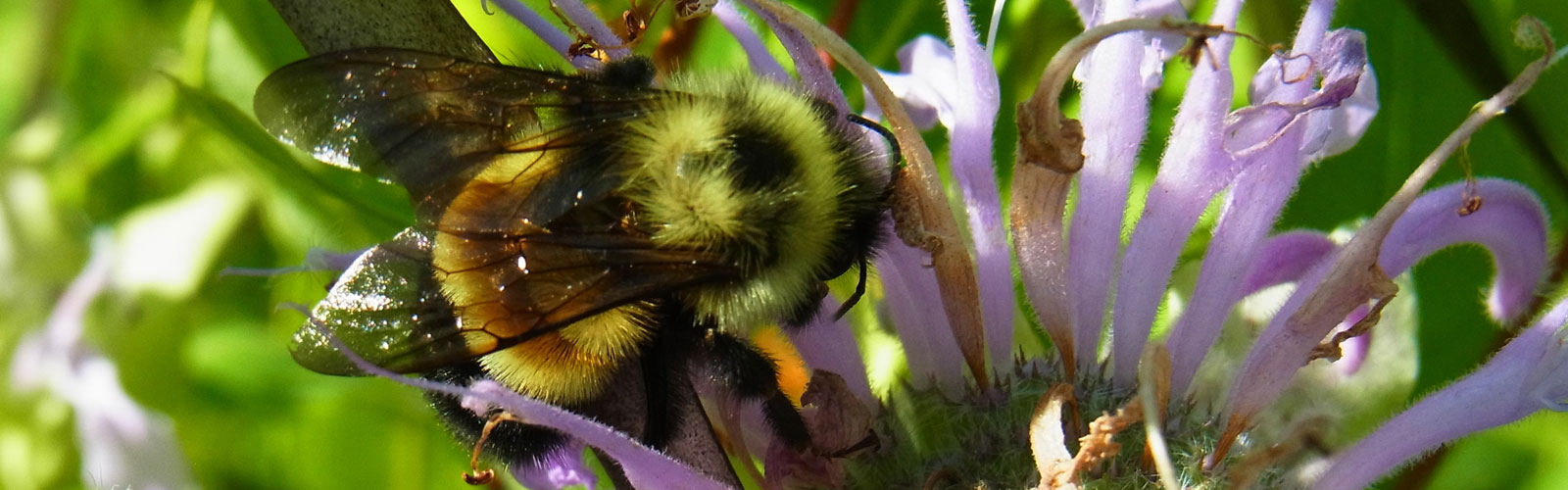 Rusty patched bumble bee - Jay Watson, DNR