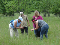 Photo of Karner blue butterfly training