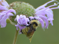 Photo of yellow bumble bee