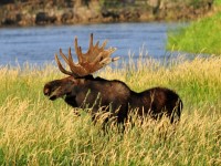 Photo of moose