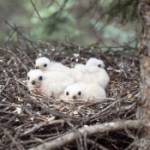 Sharp-shinned hawk chicks - L. Semo