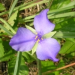 Spiderwort - R. Paloski