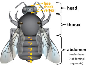 image showing reference locations of body parts