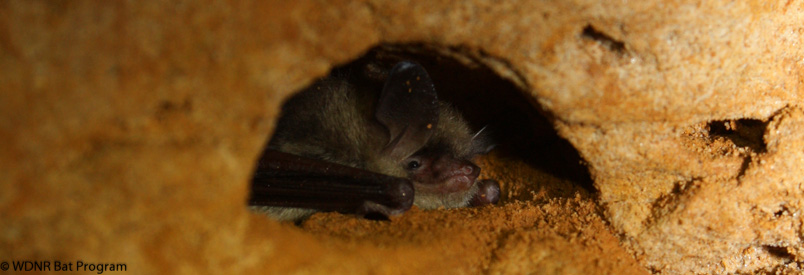 image of a hibernating northern long-eared bat