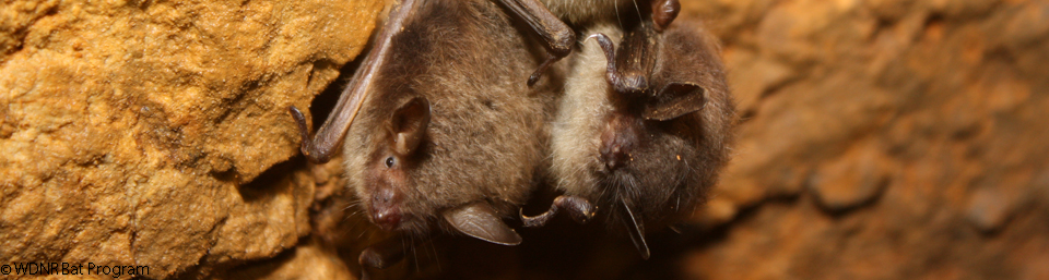 image showing cluster of little brown bats