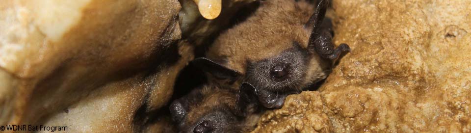 image of a cluster of big brown bats
