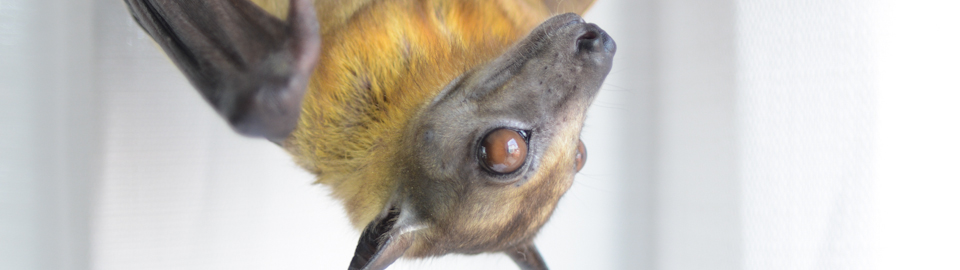 image of retired education bat, Rafiki