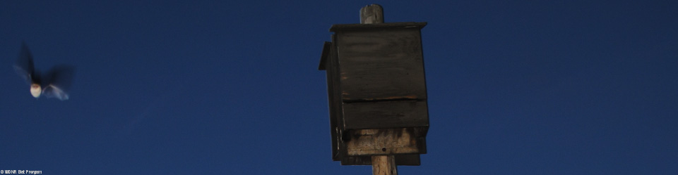 image of a bat emerging from a bat house