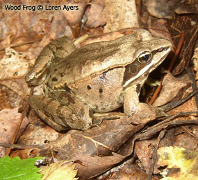 image of Northern Leopard Frog