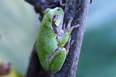 image of Gray Treefrog