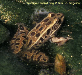 Northern Leopard Frog