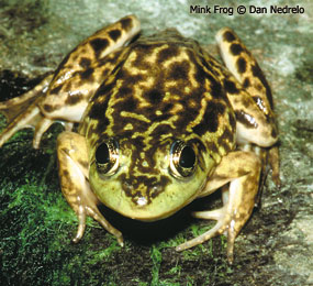image of Blanchard's Cricket Frog