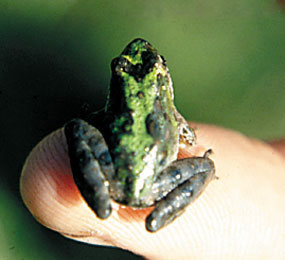 image of Blanchard's Cricket Frog