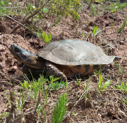 image of Wood Turtle