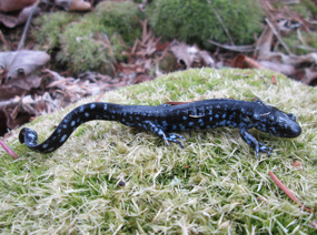 image of Blue-spotted Salamander