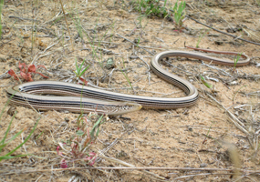 image of Slender Glass Lizard