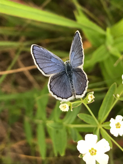 photo of Karner blue butterfly
