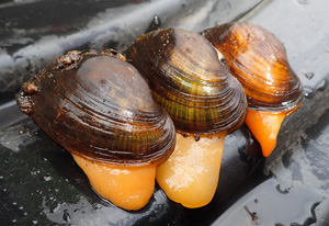 photo of elktoe mussels