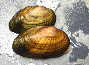 photo of rainbow shell mussels