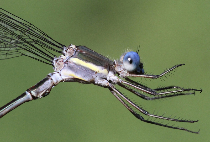 photo of Close-up of male great spreadwing thorax