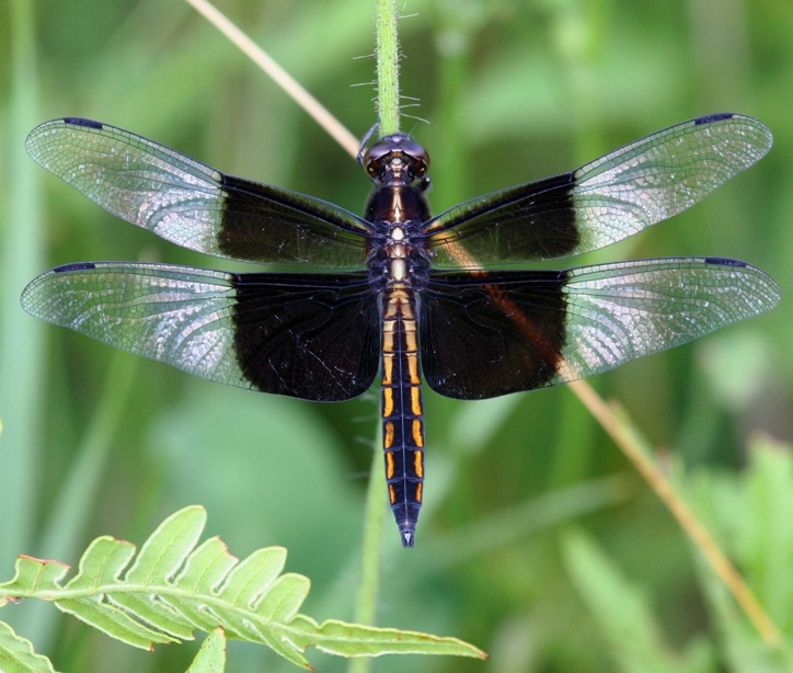 Image of Widow Skimmer