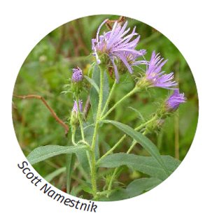 Image of northwestern sticky aster