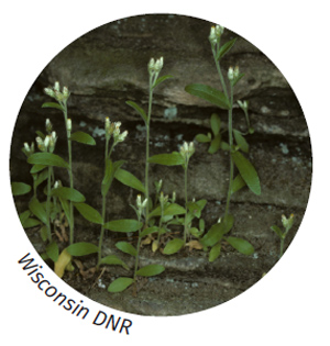Image of cliff cudweed