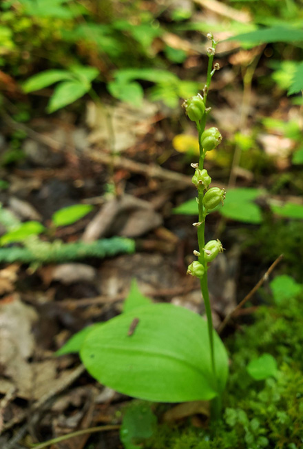 Image of white adder's-mouth