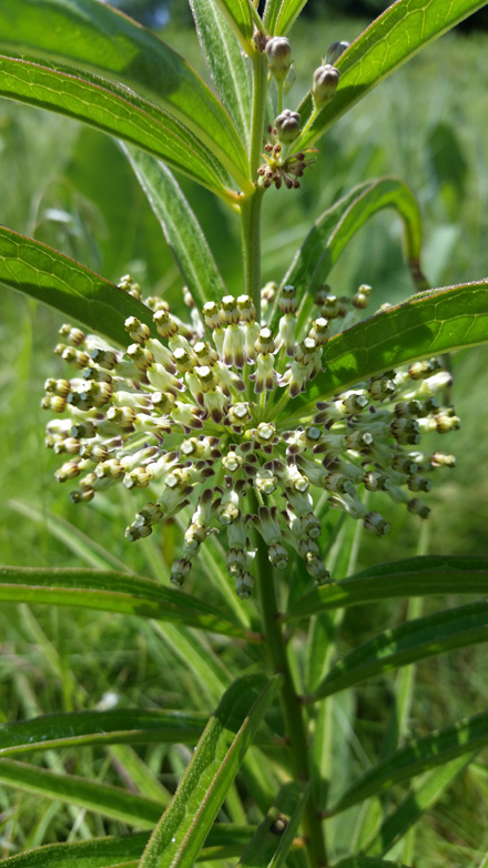 Image of green milkweed