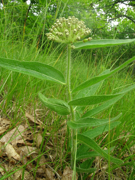 Image of woolly milkweed