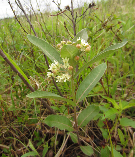 Image of dwarf milkweed