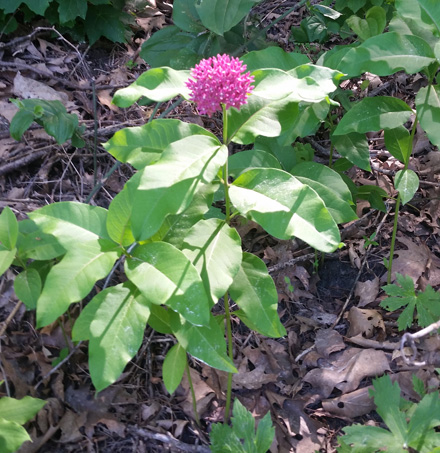 Image of purple milkweed
