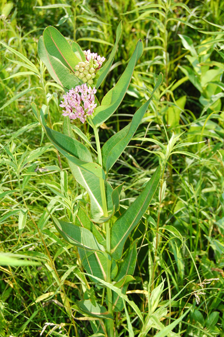 Image of prairie milkweed