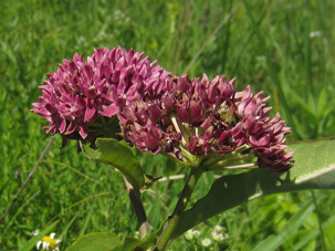 photo showing purple milkweed