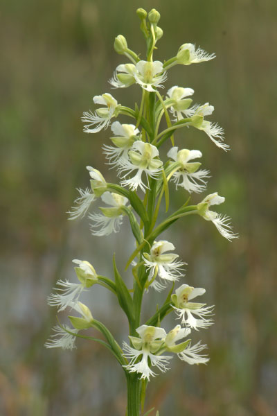 eastern prairie-fringed orchid