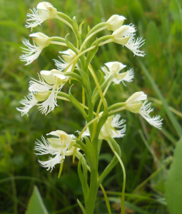 eastern prairie-fringed orchid