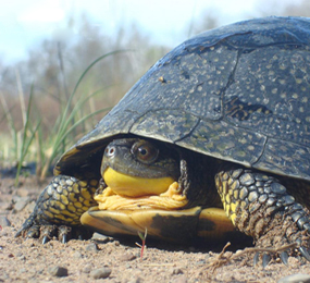 image of Blanding's Turtle
