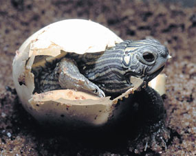 image of hatching northern map turtle