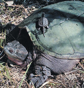 image of Snapping Turtles
